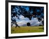 Solo Tree Framed-Charles Bowman-Framed Photographic Print