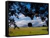 Solo Tree Framed-Charles Bowman-Framed Stretched Canvas