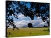 Solo Tree Framed-Charles Bowman-Stretched Canvas