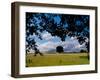 Solo Tree Framed-Charles Bowman-Framed Photographic Print