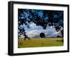 Solo Tree Framed-Charles Bowman-Framed Photographic Print