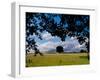 Solo Tree Framed-Charles Bowman-Framed Photographic Print