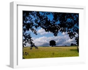 Solo Tree Framed-Charles Bowman-Framed Photographic Print