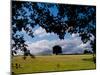 Solo Tree Framed-Charles Bowman-Mounted Photographic Print