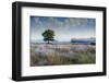 Solo tree in field early morning in Michigan-Terry Bidgood-Framed Photographic Print