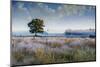 Solo tree in field early morning in Michigan-Terry Bidgood-Mounted Photographic Print