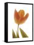 Solo Tulip colored-Albert Koetsier-Framed Stretched Canvas