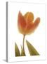 Solo Tulip colored-Albert Koetsier-Stretched Canvas