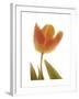 Solo Tulip colored-Albert Koetsier-Framed Premium Giclee Print