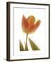 Solo Tulip colored-Albert Koetsier-Framed Premium Giclee Print