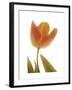 Solo Tulip colored-Albert Koetsier-Framed Premium Giclee Print