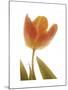 Solo Tulip colored-Albert Koetsier-Mounted Premium Giclee Print