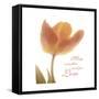 Solo Tulip Colored-Albert Koetsier-Framed Stretched Canvas