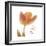 Solo Tulip Colored-Albert Koetsier-Framed Premium Giclee Print