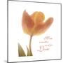 Solo Tulip Colored-Albert Koetsier-Mounted Premium Giclee Print