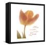 Solo Tulip Colored-Albert Koetsier-Framed Stretched Canvas