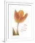 Solo Tulip Colored-Albert Koetsier-Framed Premium Giclee Print