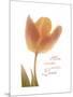 Solo Tulip Colored-Albert Koetsier-Mounted Premium Giclee Print