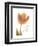 Solo Tulip Colored-Albert Koetsier-Framed Premium Giclee Print