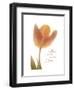 Solo Tulip Colored-Albert Koetsier-Framed Premium Giclee Print