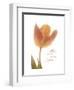 Solo Tulip Colored-Albert Koetsier-Framed Premium Giclee Print