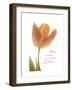 Solo Tulip Colored-Albert Koetsier-Framed Premium Giclee Print