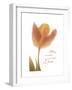 Solo Tulip Colored-Albert Koetsier-Framed Premium Giclee Print