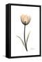 Solo Tulip Portrait-Albert Koetsier-Framed Stretched Canvas