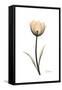 Solo Tulip Portrait-Albert Koetsier-Framed Stretched Canvas