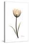 Solo Tulip Portrait-Albert Koetsier-Stretched Canvas