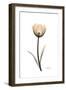 Solo Tulip Portrait-Albert Koetsier-Framed Premium Giclee Print