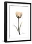 Solo Tulip Portrait-Albert Koetsier-Framed Premium Giclee Print
