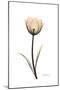 Solo Tulip Portrait-Albert Koetsier-Mounted Premium Giclee Print