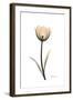 Solo Tulip Portrait-Albert Koetsier-Framed Premium Giclee Print