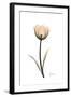 Solo Tulip Portrait-Albert Koetsier-Framed Premium Giclee Print