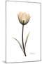 Solo Tulip Portrait-Albert Koetsier-Mounted Premium Giclee Print