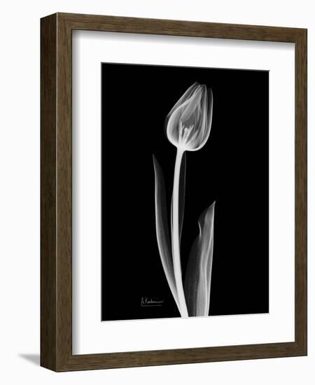 Solo Tulip Xray-Albert Koetsier-Framed Art Print