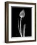 Solo Tulip Xray-Albert Koetsier-Framed Art Print