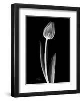 Solo Tulip Xray-Albert Koetsier-Framed Art Print