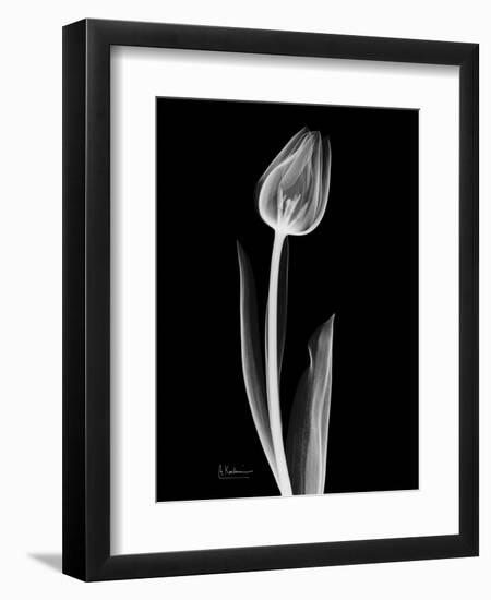 Solo Tulip Xray-Albert Koetsier-Framed Art Print