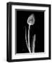Solo Tulip Xray-Albert Koetsier-Framed Art Print