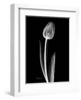 Solo Tulip Xray-Albert Koetsier-Framed Art Print