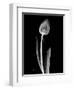 Solo Tulip Xray-Albert Koetsier-Framed Art Print