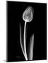 Solo Tulip Xray-Albert Koetsier-Mounted Art Print