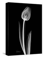 Solo Tulip Xray-Albert Koetsier-Stretched Canvas