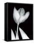 Solo Tulip-Albert Koetsier-Framed Stretched Canvas