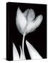 Solo Tulip-Albert Koetsier-Stretched Canvas