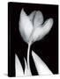 Solo Tulip-Albert Koetsier-Stretched Canvas