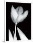 Solo Tulip-Albert Koetsier-Framed Art Print