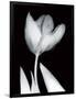 Solo Tulip-Albert Koetsier-Framed Art Print